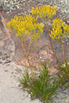 Nuttall's rayless goldenrod